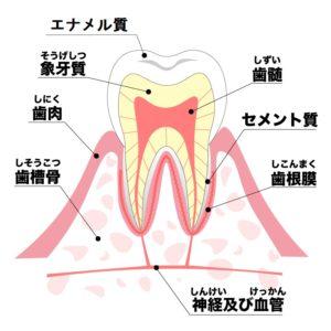 歯の断面図イラスト